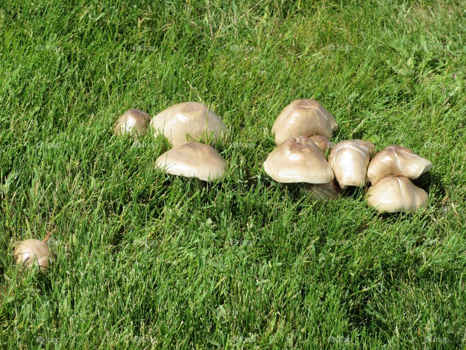 line of mushrooms