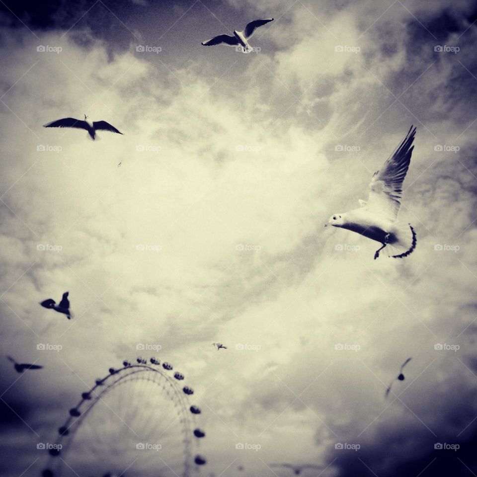 Birds flying near London Eye