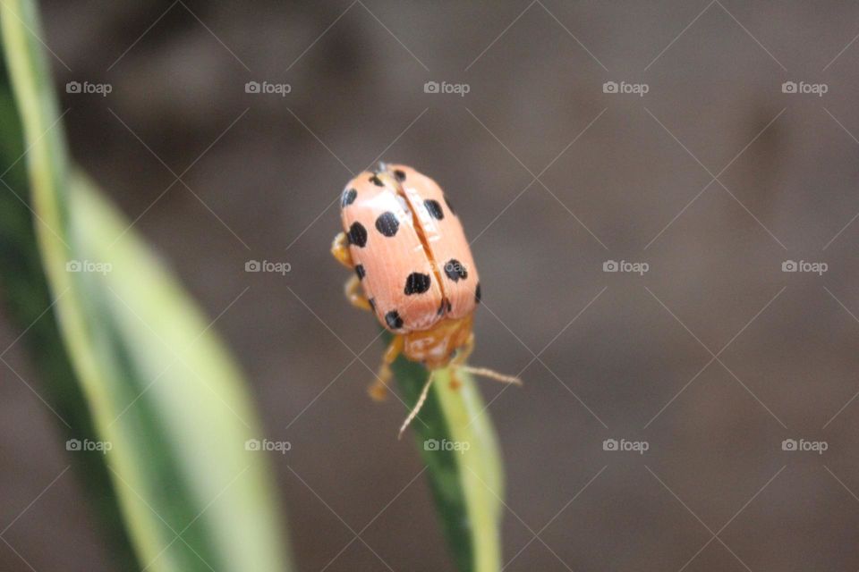 black-spotted orange beetle