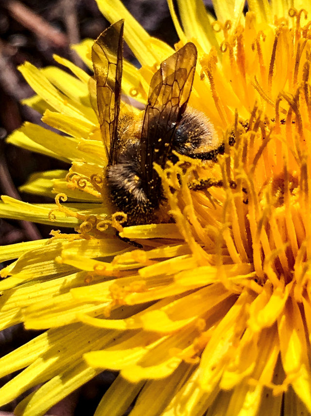 Busy Bee