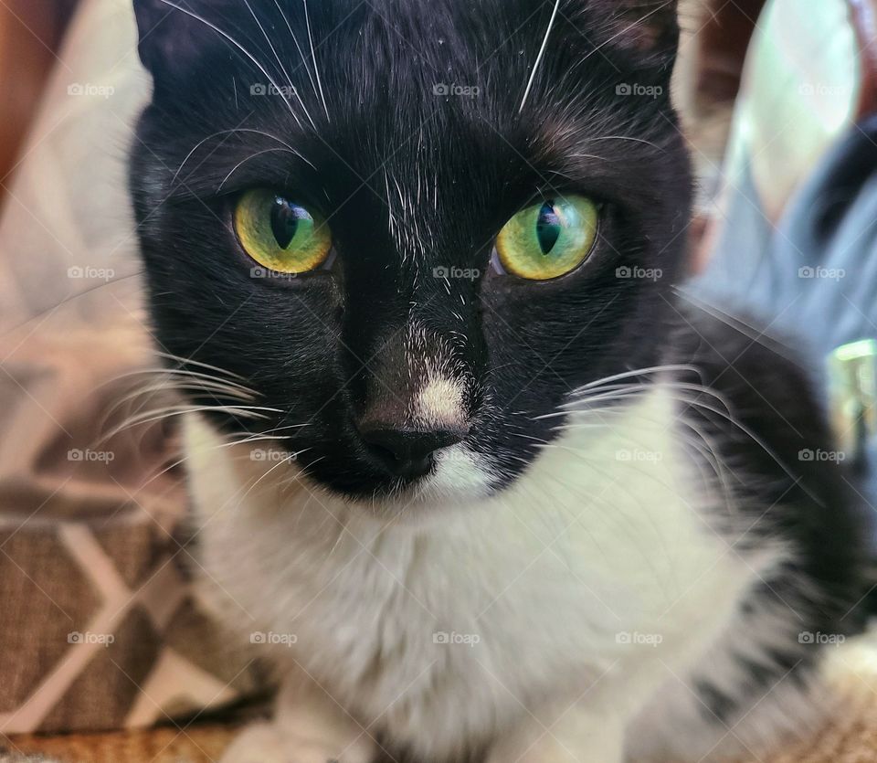 Yellow Green Cat Eyes