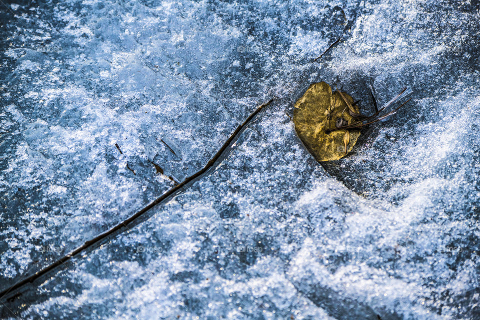 leaves in the ice