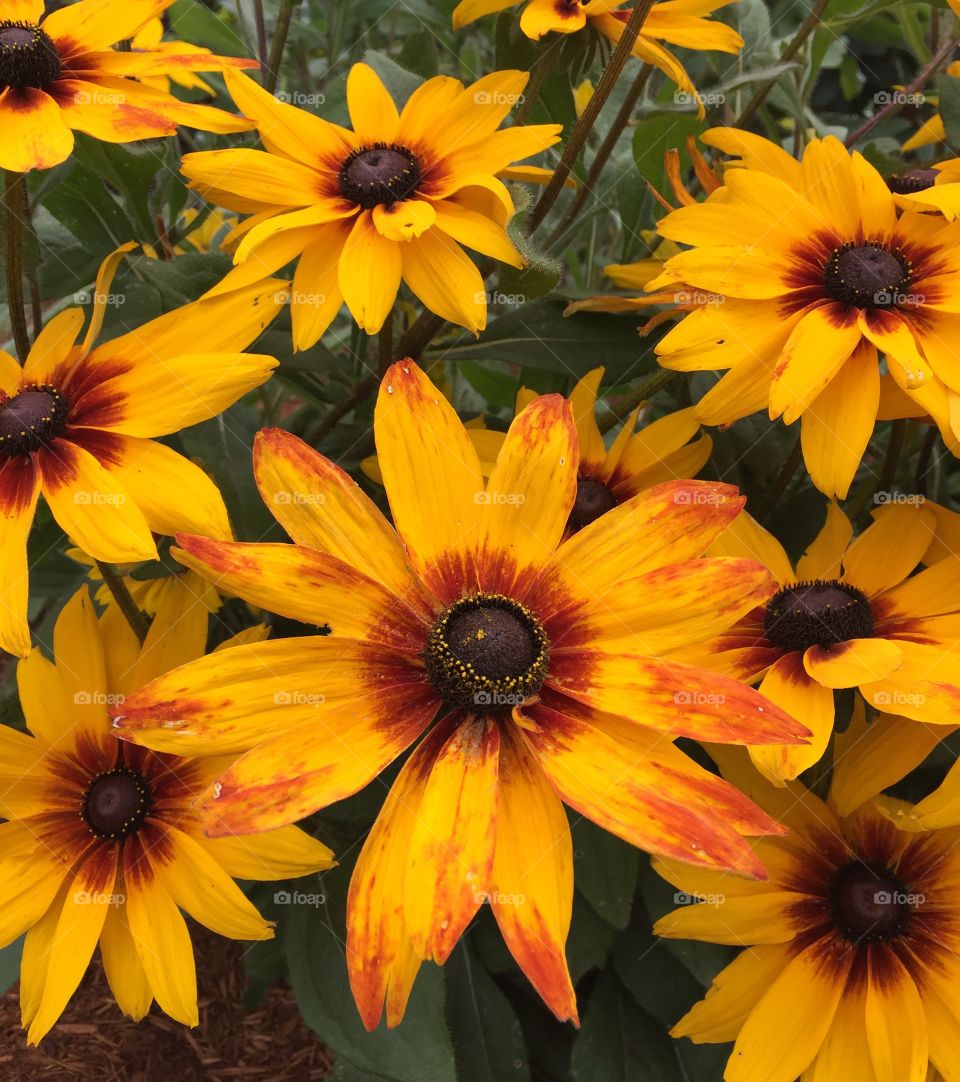 Elevated view of sunflower in field