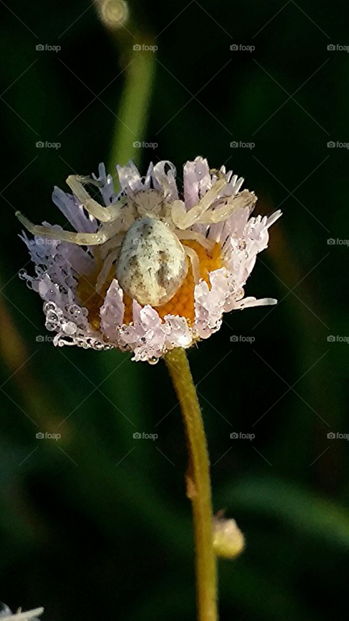 Spider and morning dew