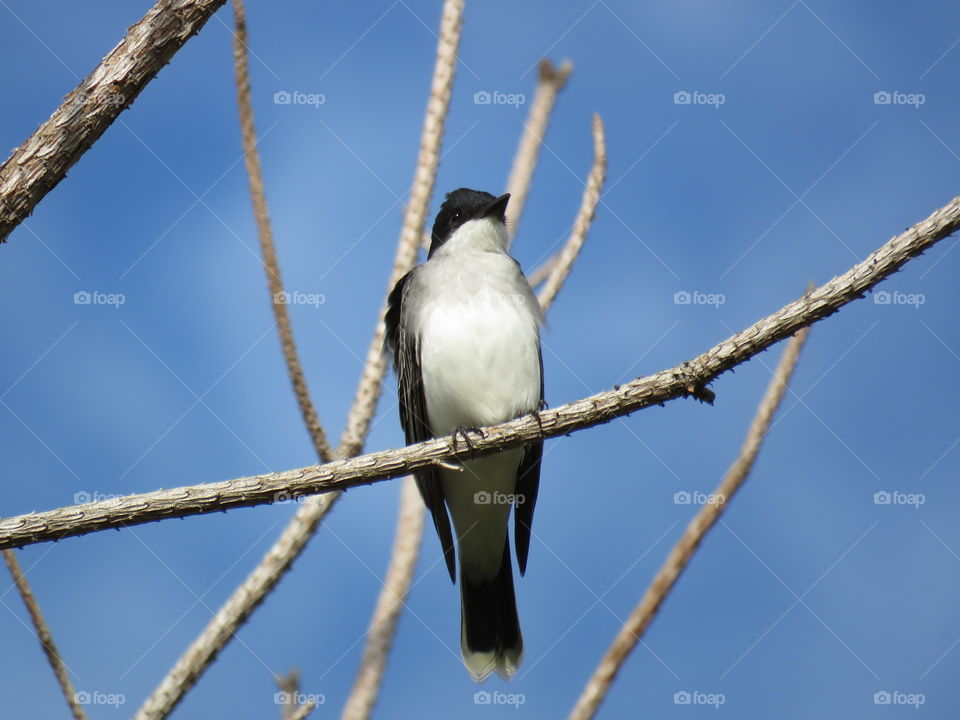 Eastern Kingbird