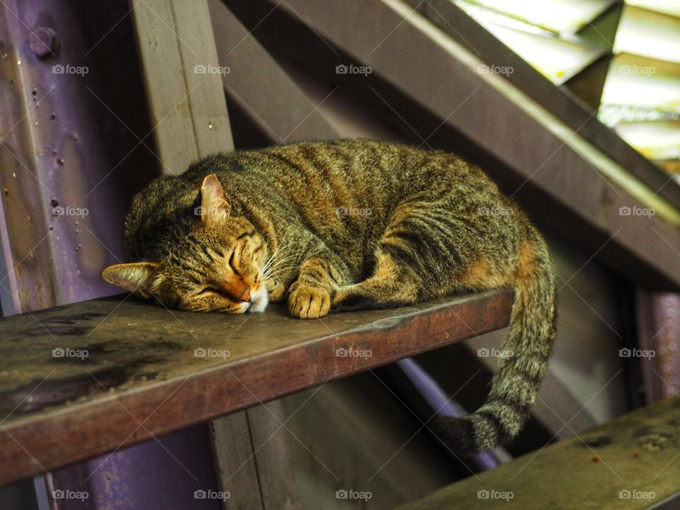 cat sleeping