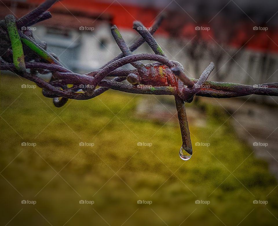 Barbed wire after rain