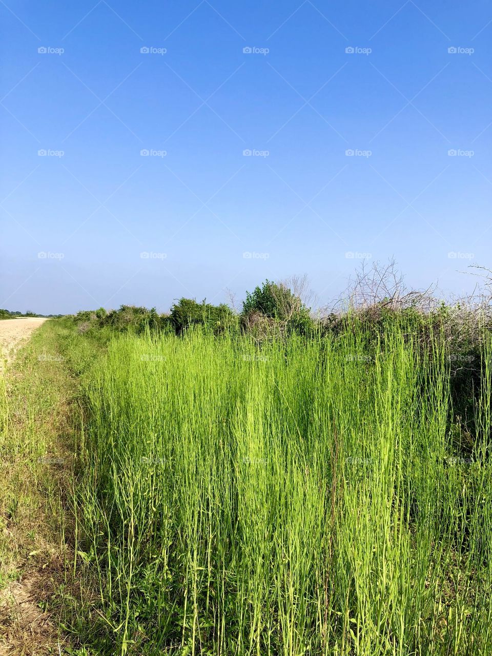 The road were we went dewberry picking, the tall green grass against the blue sky and the dirt road was pretty cool 