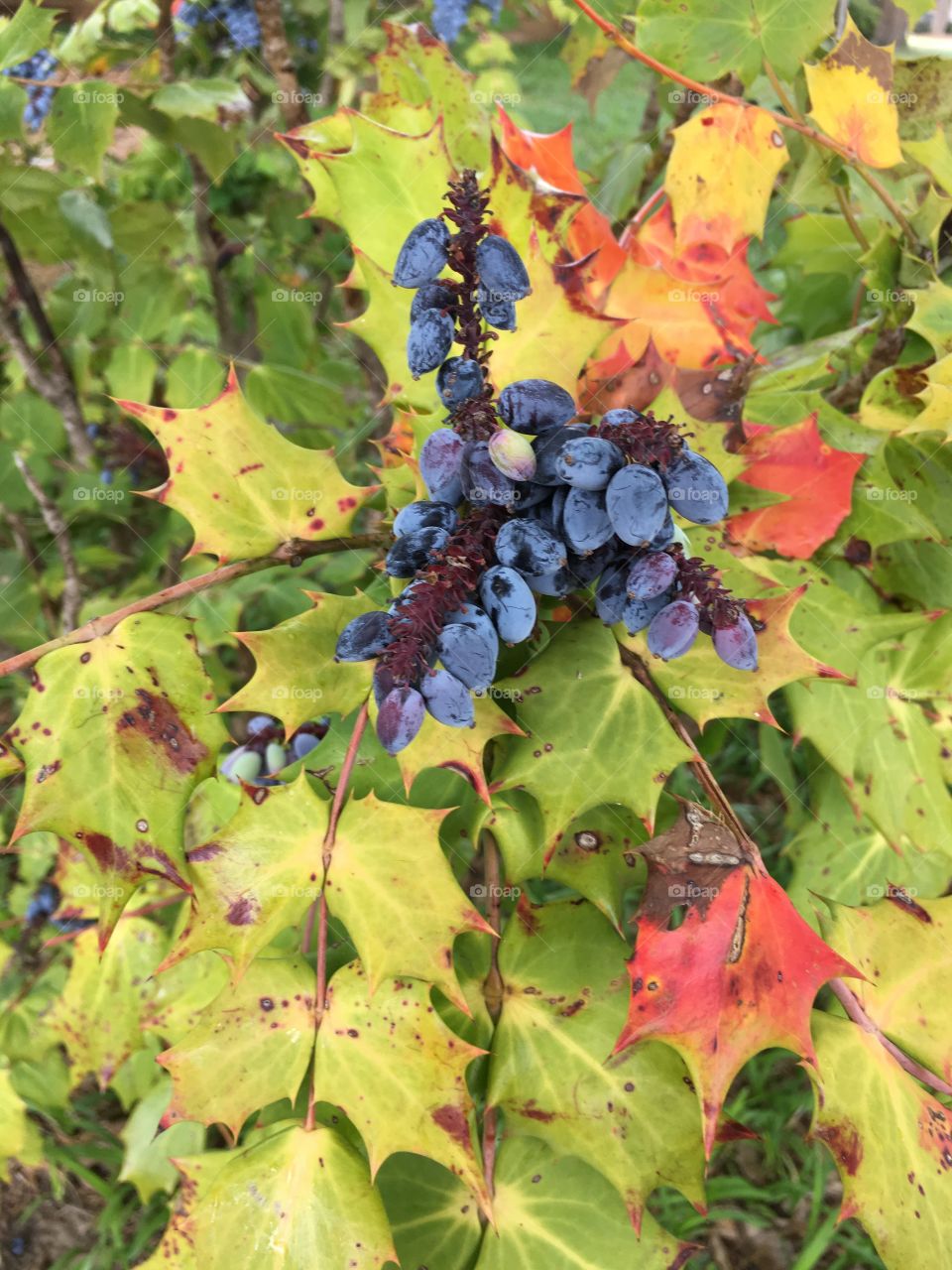 Berry Blue Berries