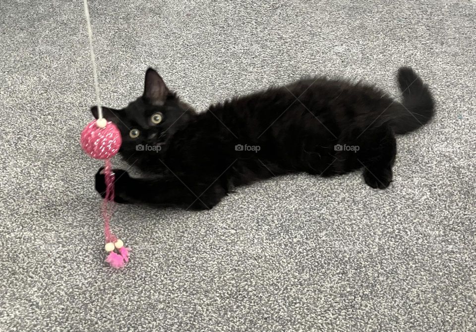 Kitten playtime! A beautiful, black kitty playing with one of his favourite toys. 