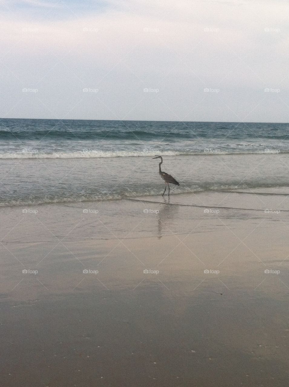 Hunting on the shore. Bird hunting on the shore 