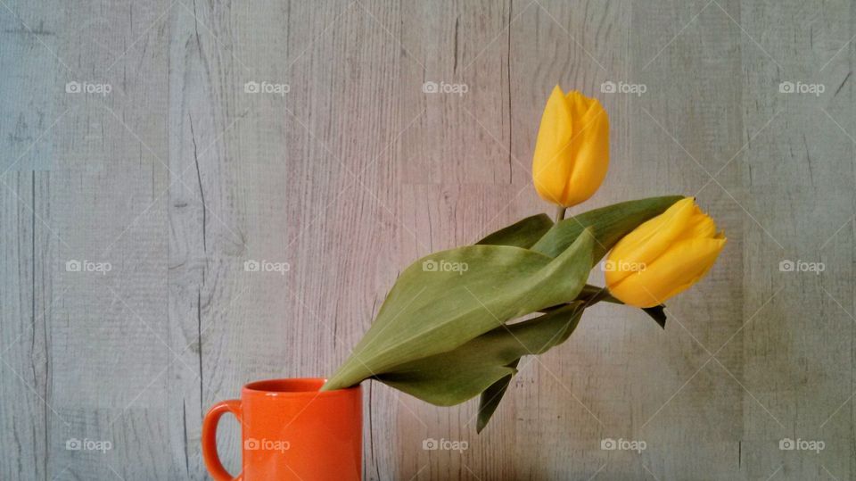 yellow tulips in orange cup