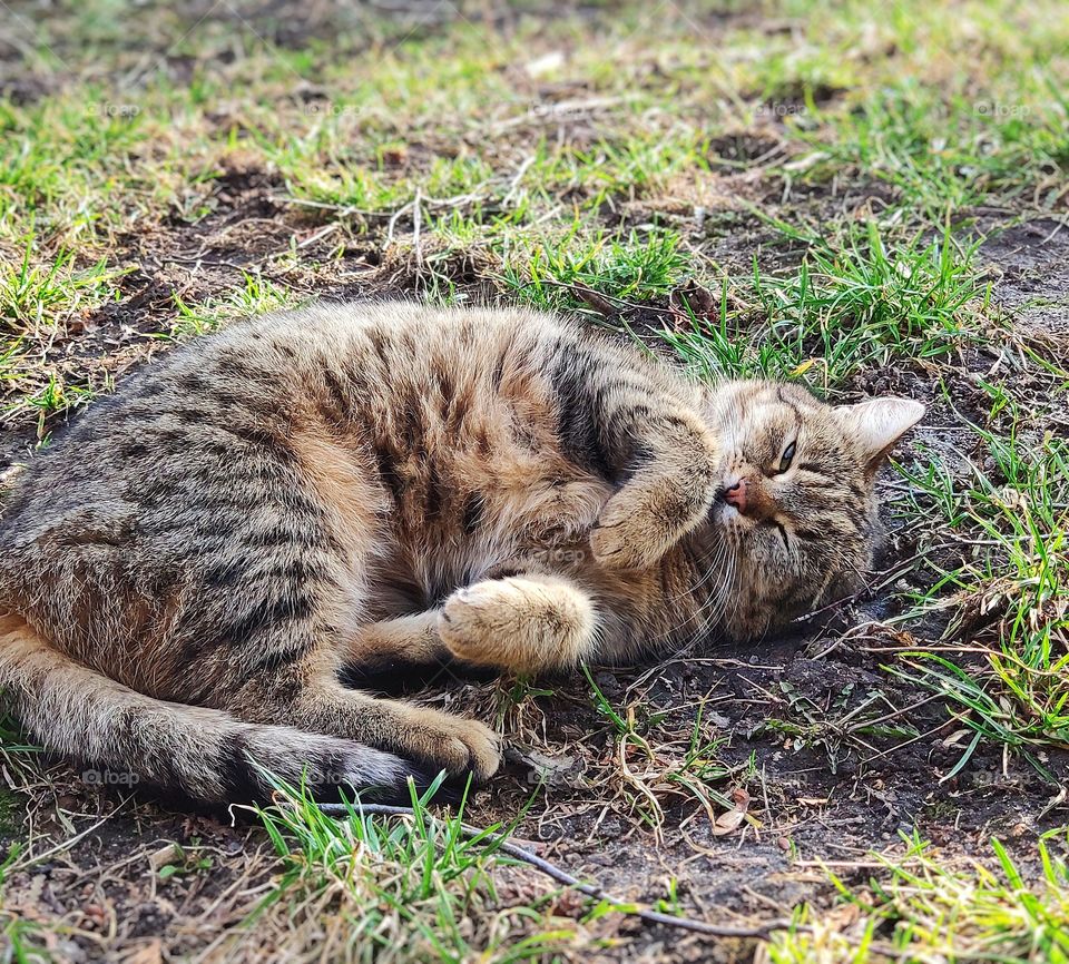 Cute cat laying in the grass