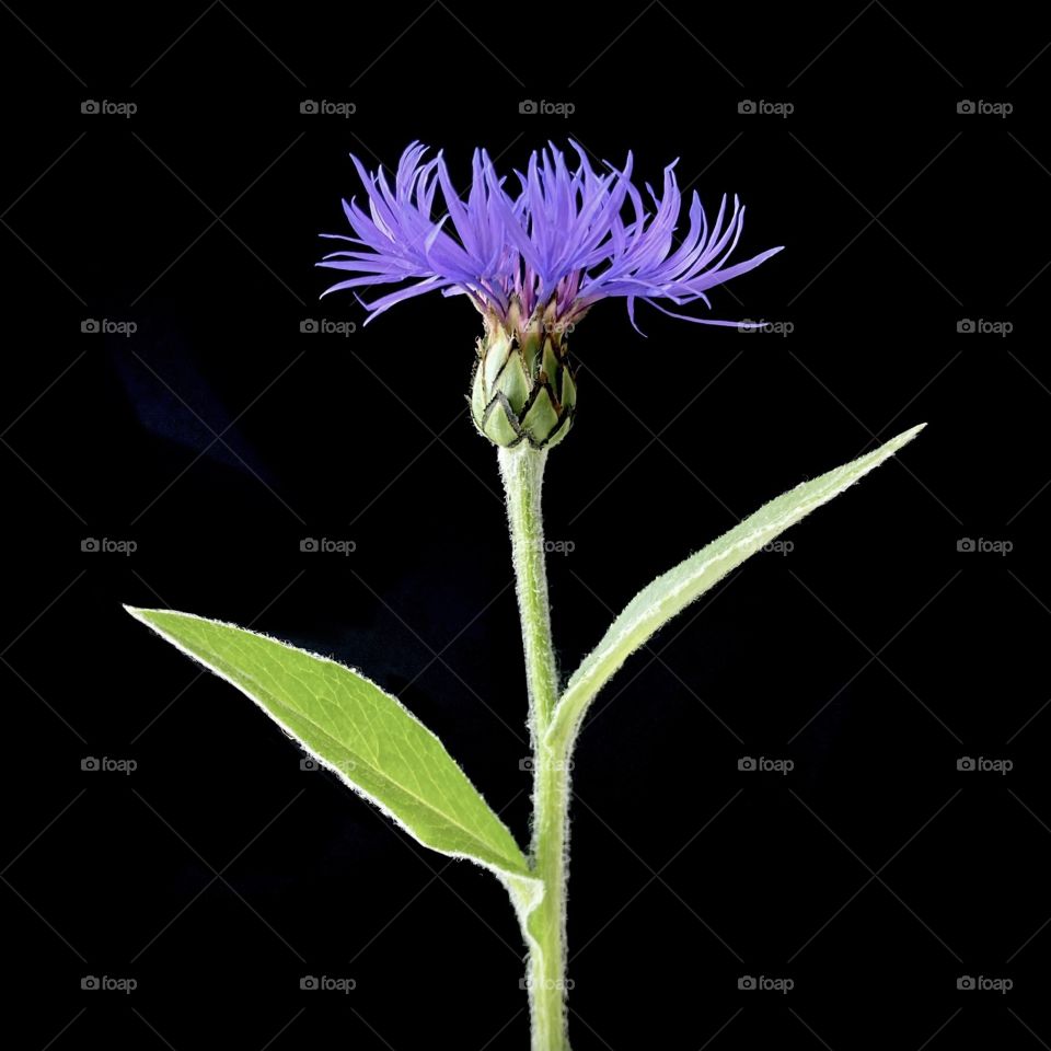 Beautiful plant in black background 