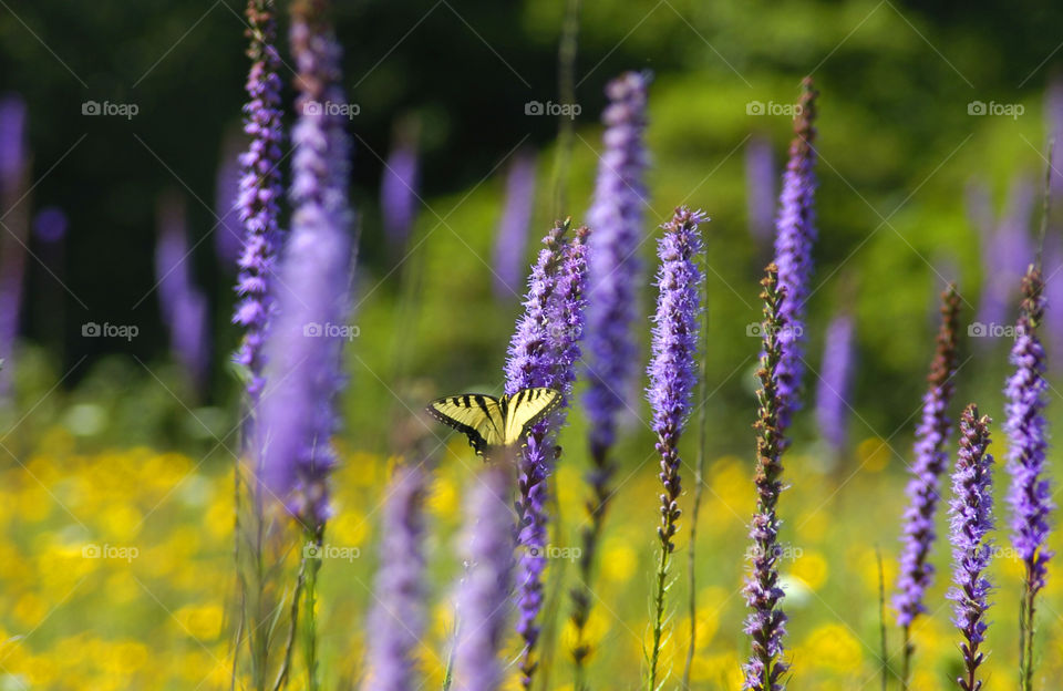 Tiger Butterfly in Flowers