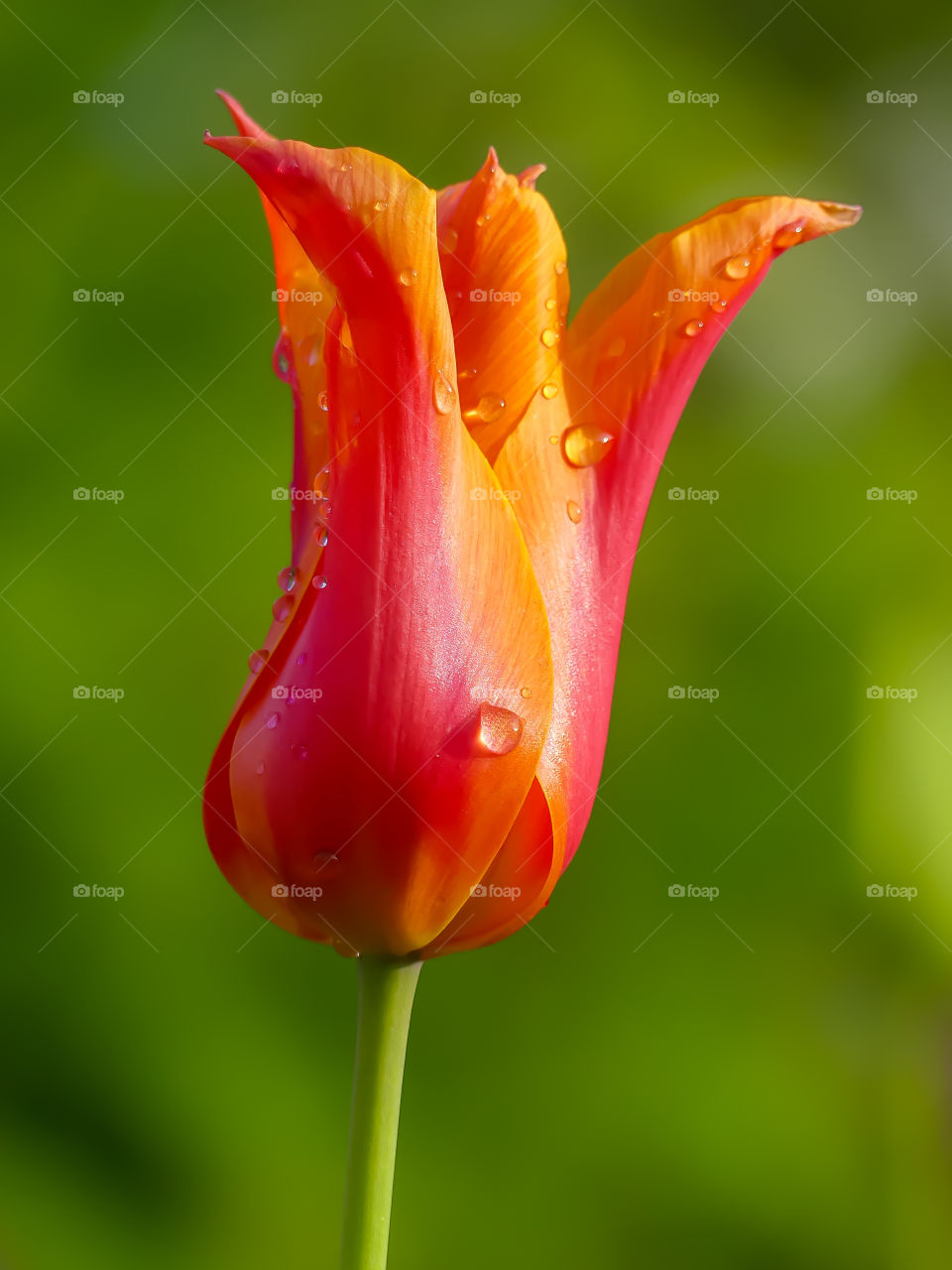 Tulip