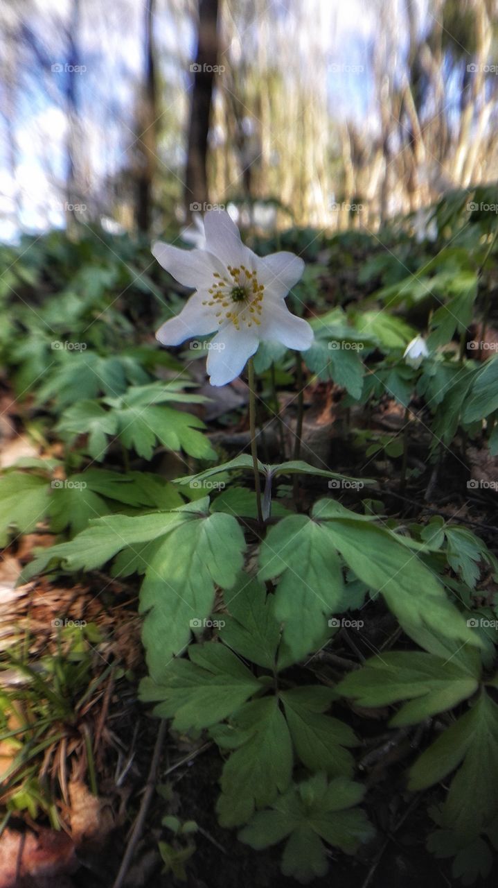 flower in the forest