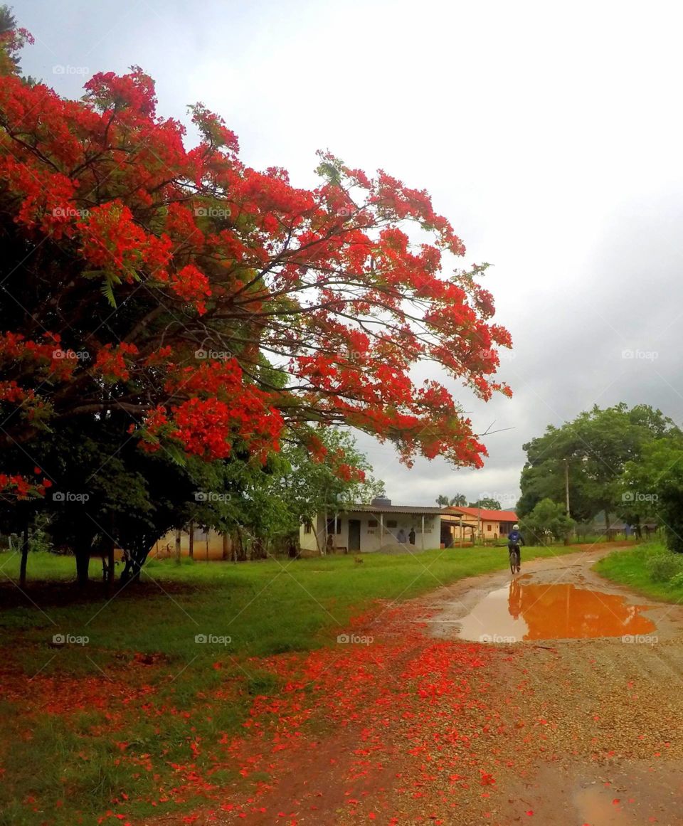 ipê vermelho red tree árvore