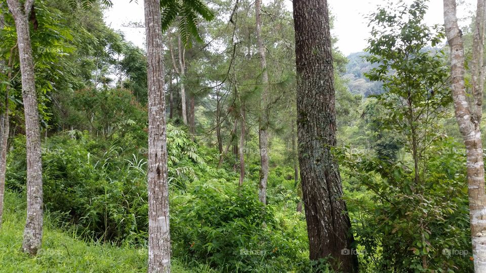woods and rain forest