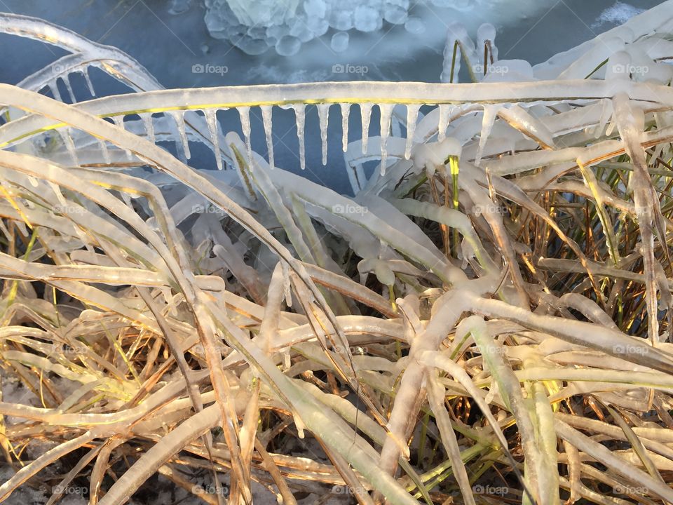 Frozen grass