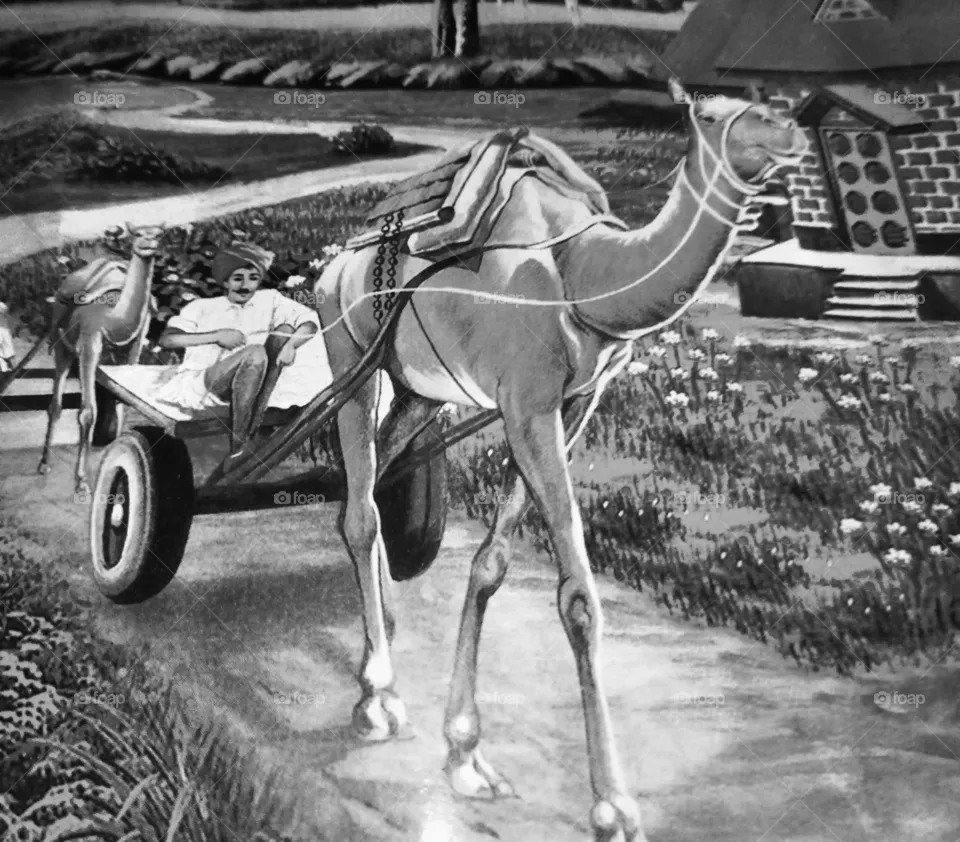 camel