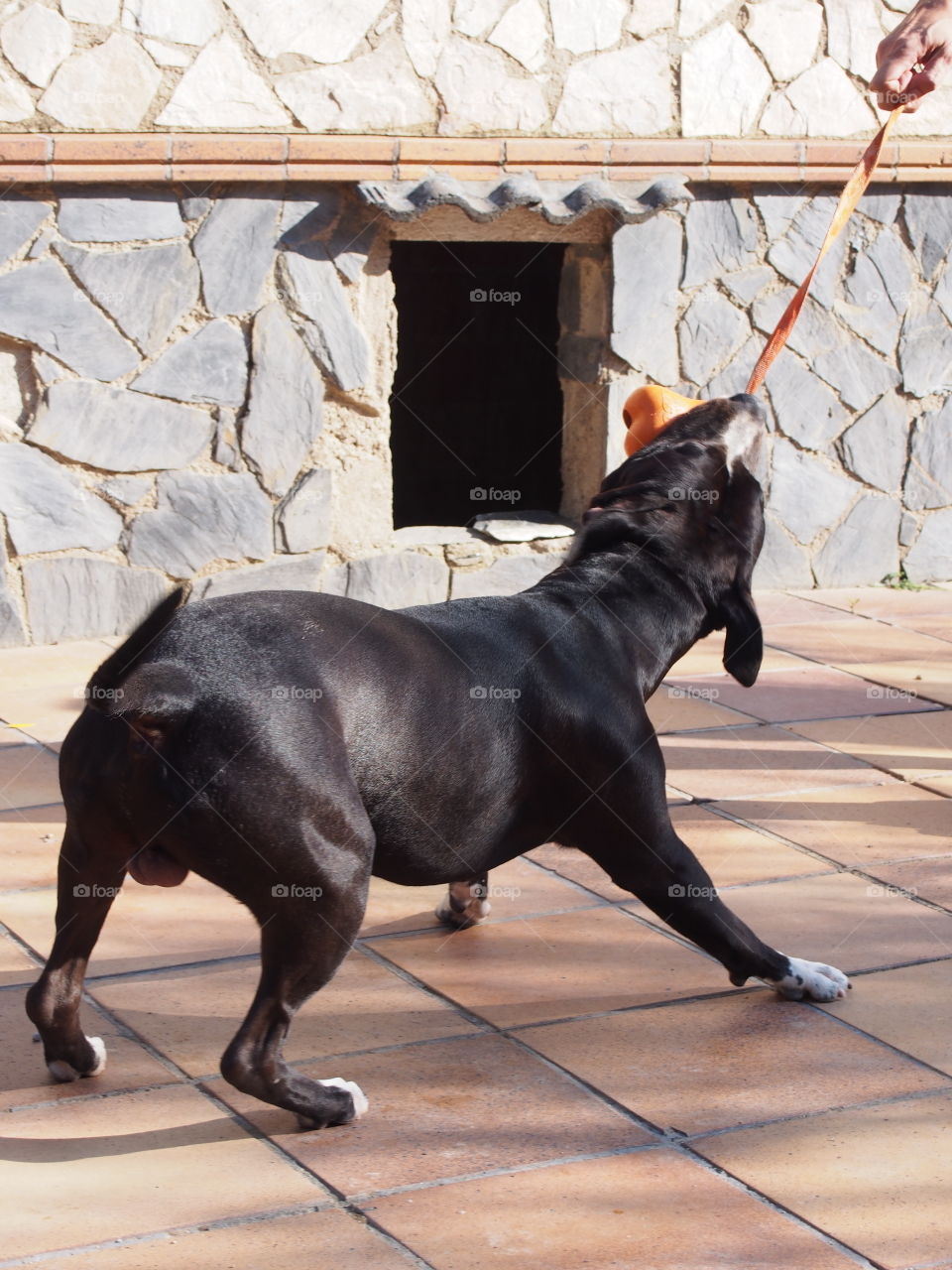 Dog playing with leash