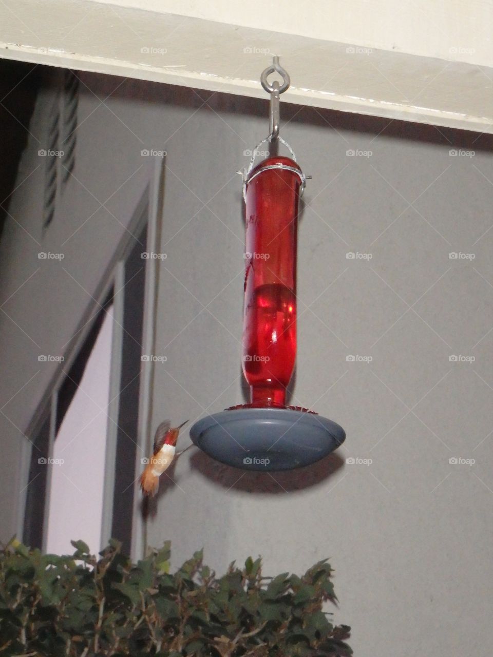 Hummingbird
