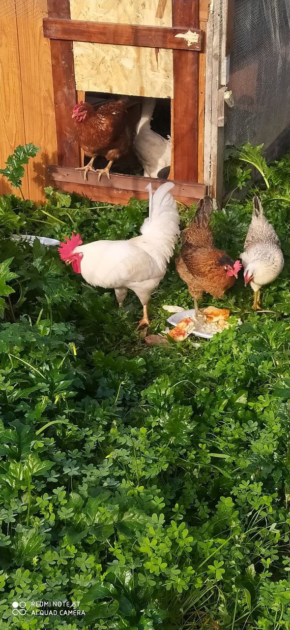 gallo e galline