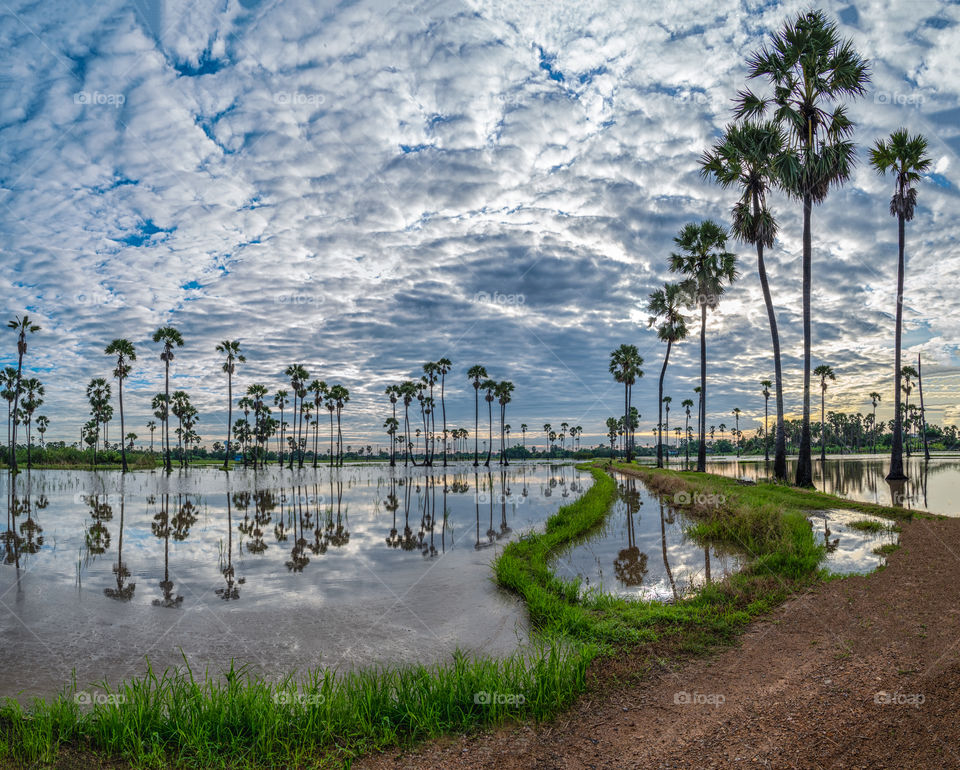 The sunrise with cloudy background  above the palm trees with reflection in puddle