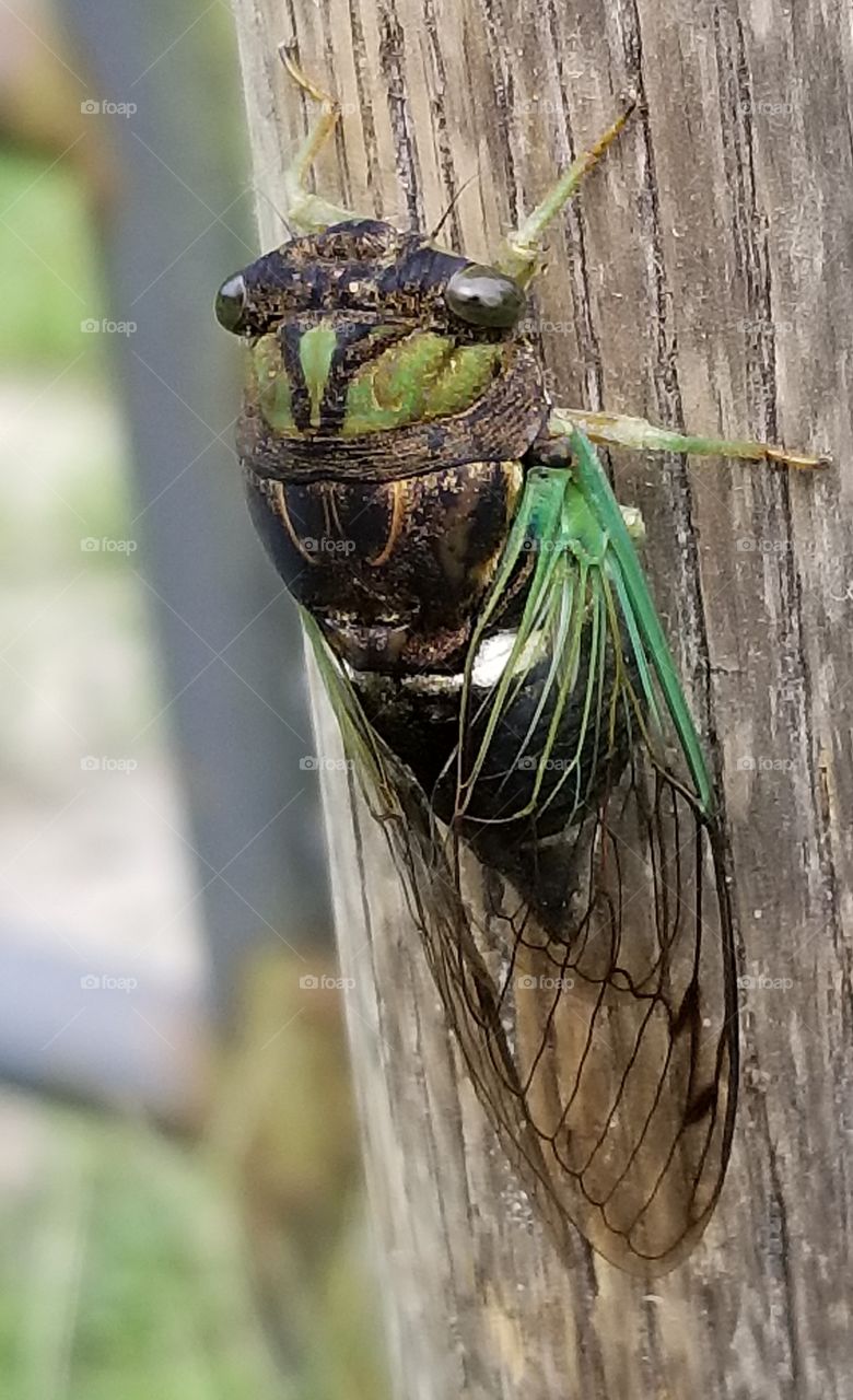 Annual Cicada on the pitch fork handle
