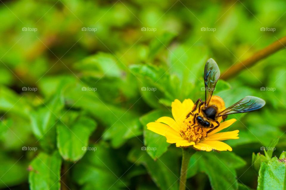 A bee drinks nectar from a flower