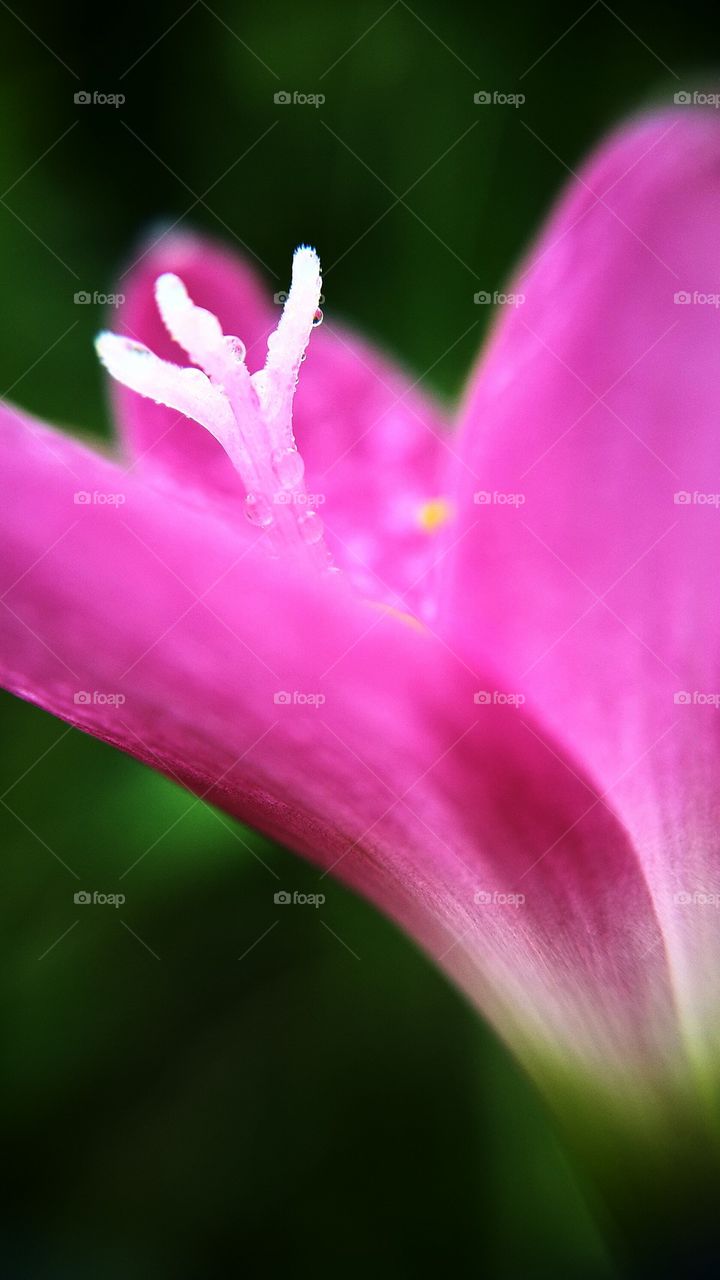 Dew drops on pink flower