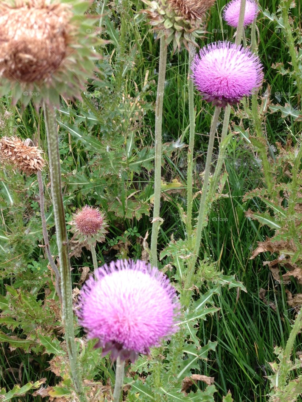 Thistle bloom. Blooming thistle