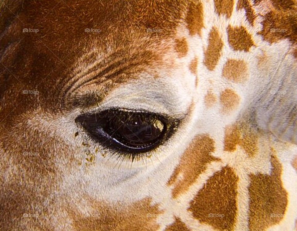 Giraffe eye