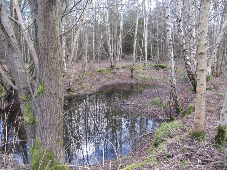 Woodland Lake