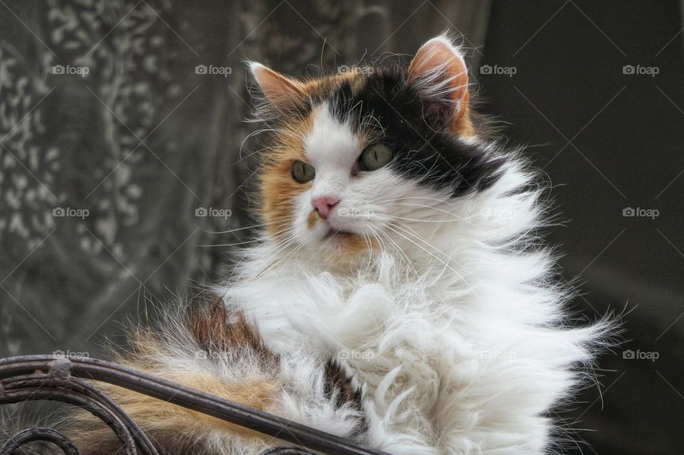 Pretty cat on a balcony (2)