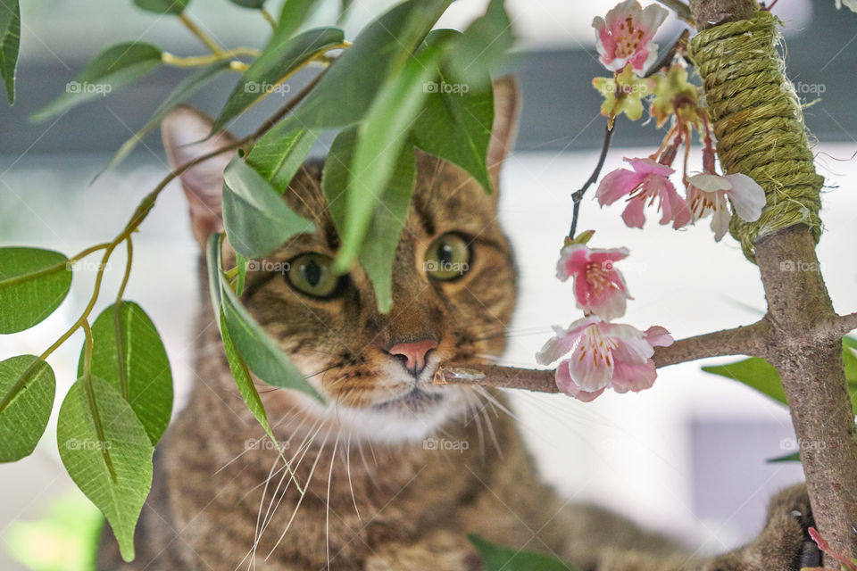 Close-up of a cat