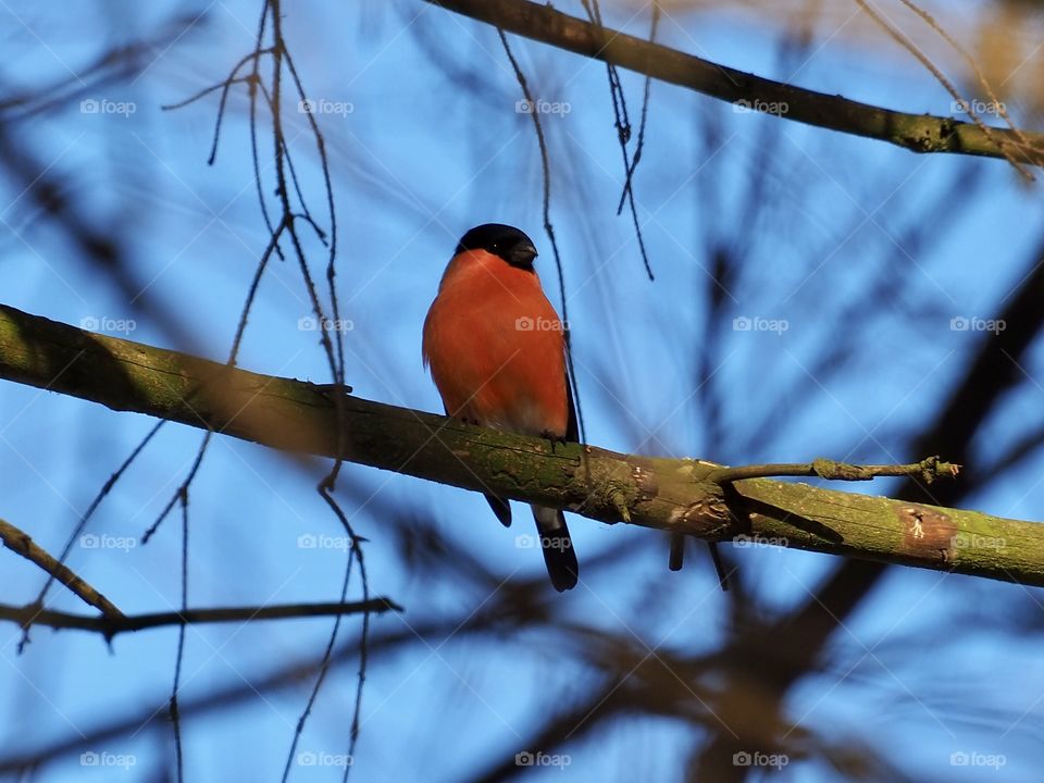 Bullfinch