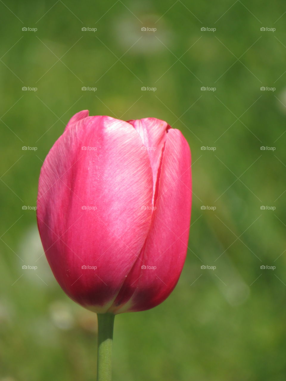 Pink tulip