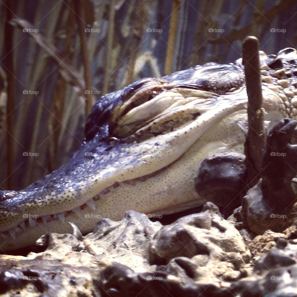 Crocodile at Bronx zoo