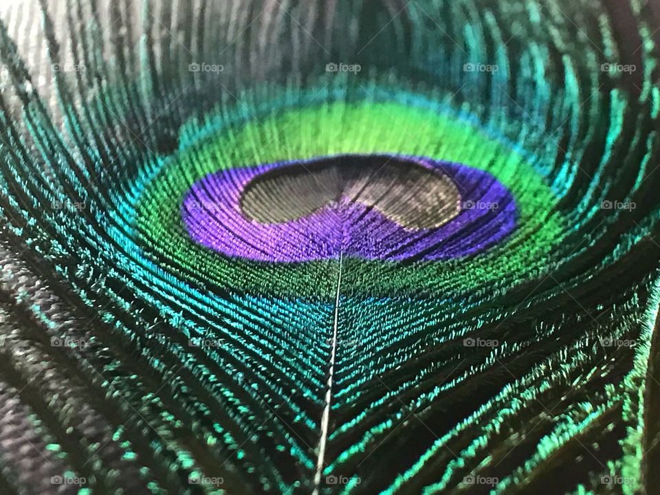Peacock feather from below 