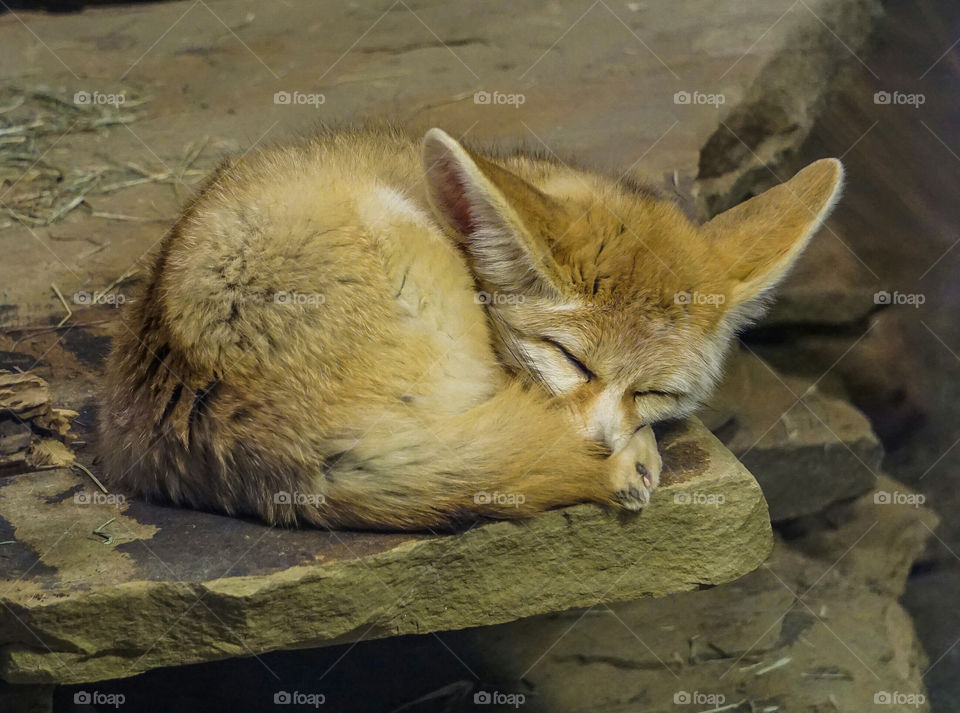 Cute Lil'Fox