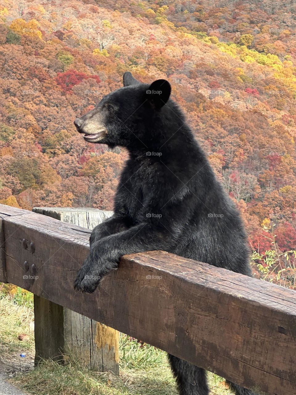 Bear cub on the parkway