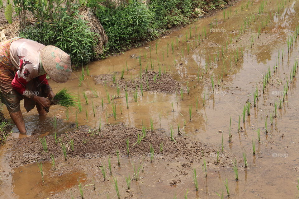 planting rice