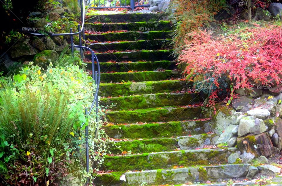 Green moss on stairs