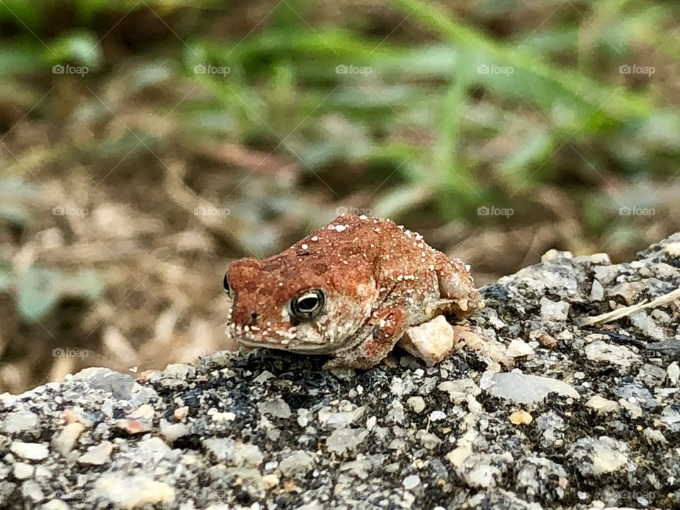 Baby red frog
