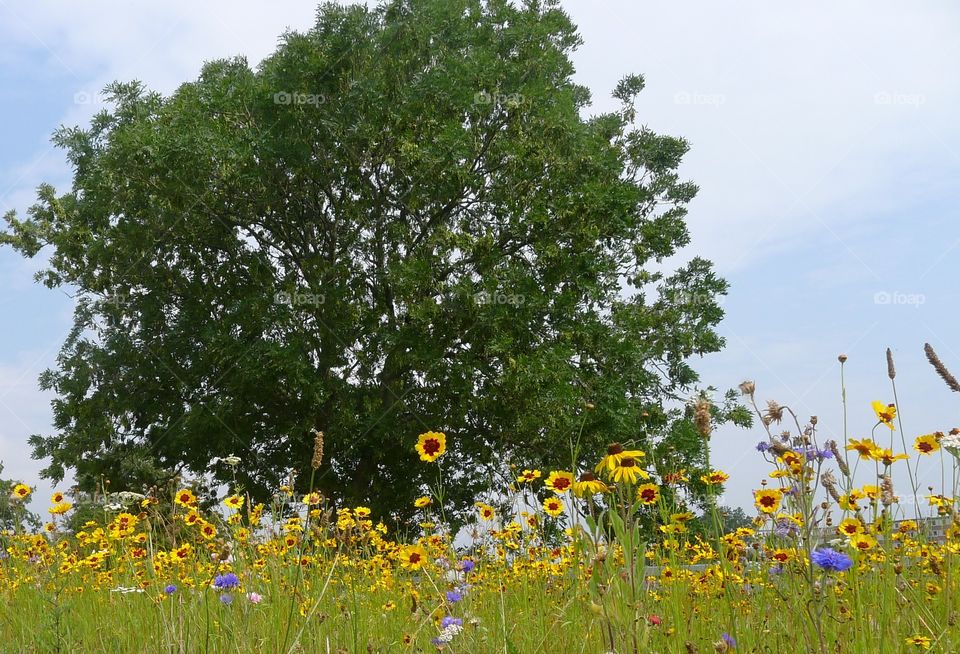 Sommer Wiese Blumen Blühen Bienen Freude Vielfalt