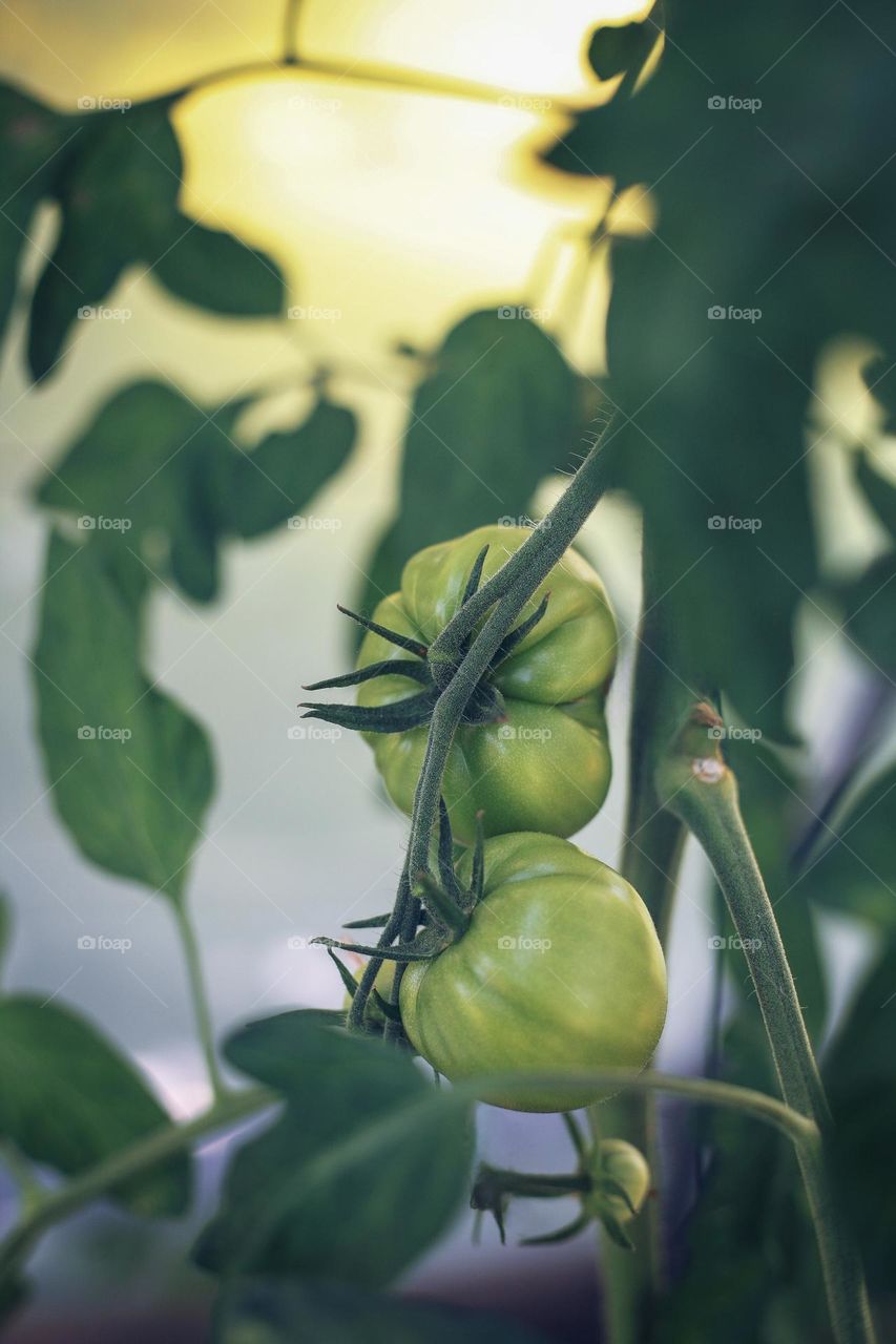 Tomato, A species of nightshades 