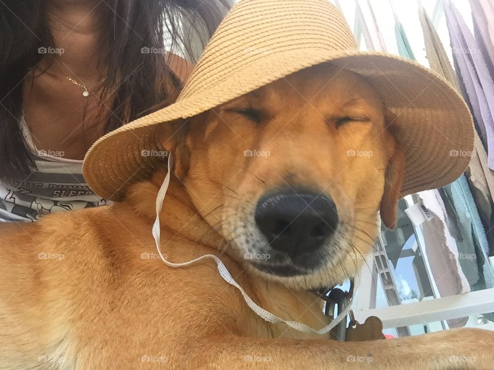 Simba and his hat