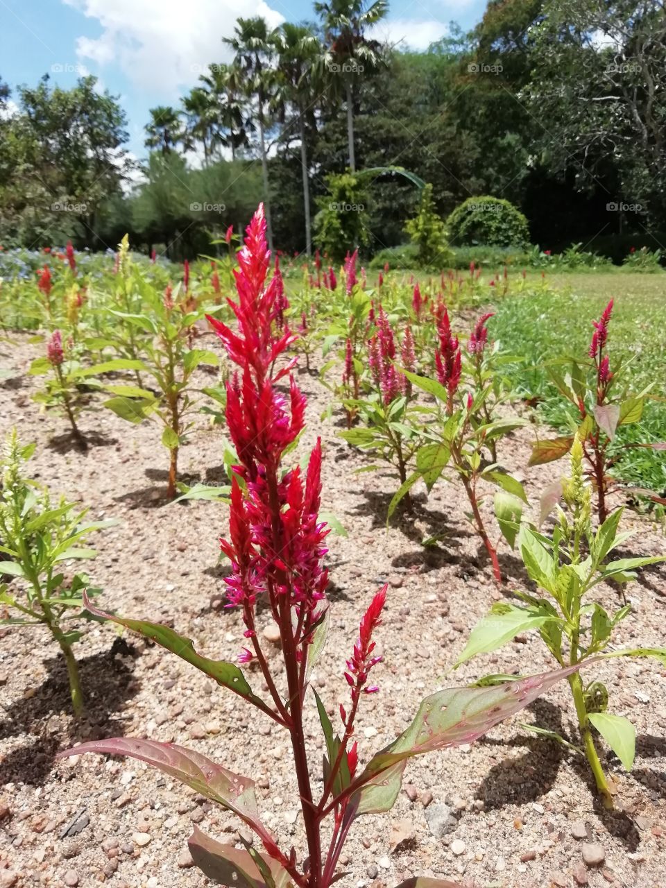 Go crazy with flowers # botanical Garden